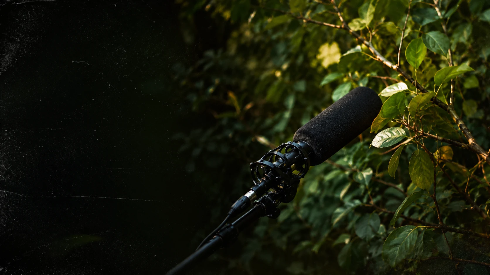 A shotgun microphone pointed into leaves and branches, ready to capture sound.